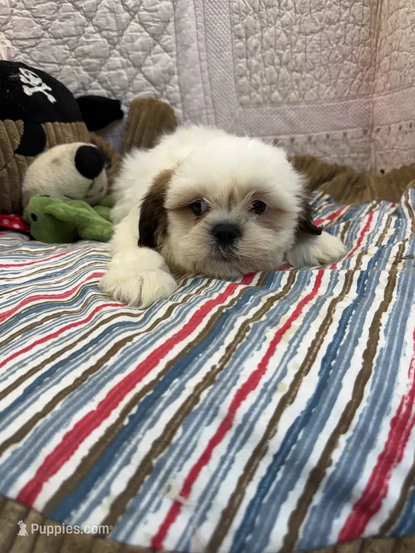Brabdon – Shih Tzu puppy for sale in Hopkinsville, KY