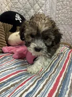 Emma, a female Yorkipoo for sale in Hopkinsville, KY – Photo 1 of 2