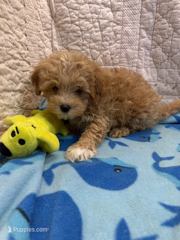 James – Maltipoo puppy for sale in Hopkinsville, KY