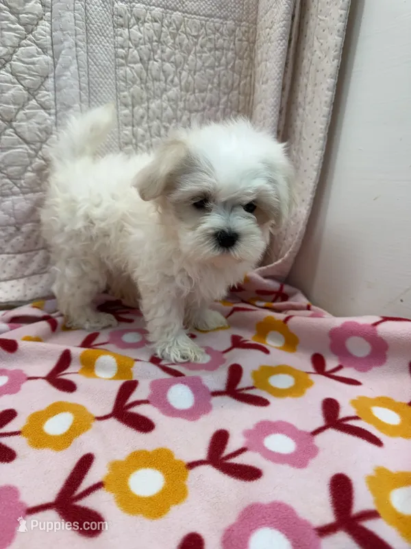 Sue – Maltese puppy on hold in Hopkinsville, KY