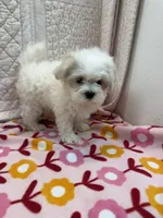 Sue, a female Maltese for sale in Hopkinsville, KY – 1 of 1