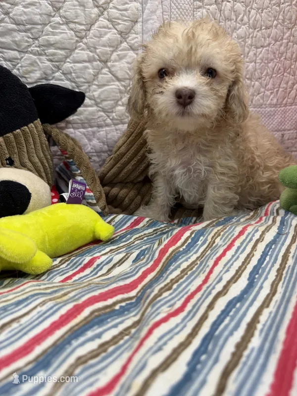Wes – Maltipoo puppy for sale in Hopkinsville, KY