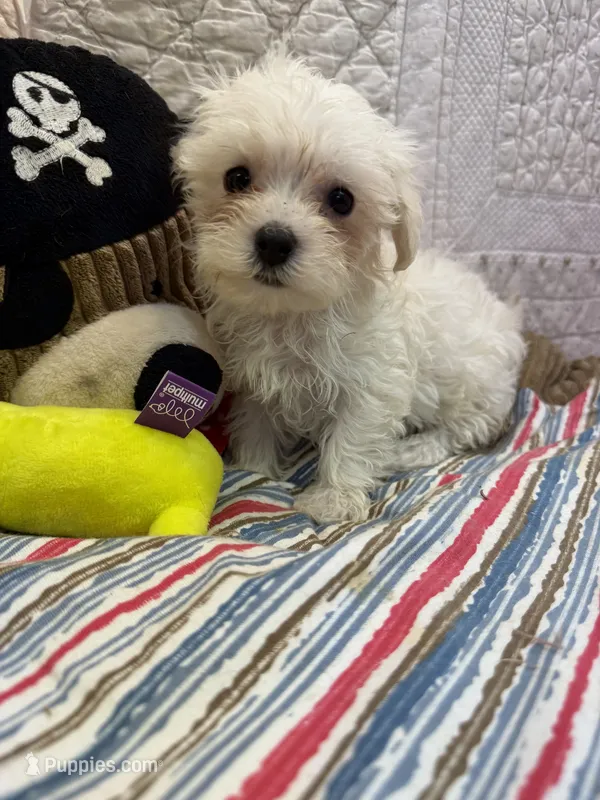 Bell – Maltipoo puppy for sale in Hopkinsville, KY