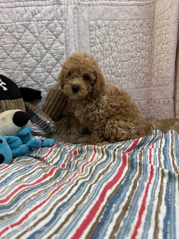 Leo – Poodle - Toy  puppy on hold in Hopkinsville, KY