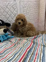 Leo, a male Poodle - Toy  for sale in Hopkinsville, KY – 1 of 1