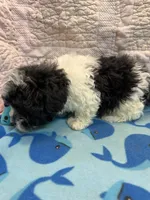 Ridge, a male Yorkipoo for sale in Hopkinsville, KY – 2 of 2