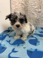 Joe, a male Maltipoo for sale in Hopkinsville, KY – 2 of 2