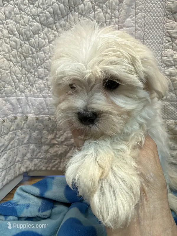 Joe – Maltipoo puppy for sale in Hopkinsville, KY