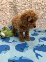 Cash, a male Poodle - Toy  for sale in Hopkinsville, KY – 1 of 2