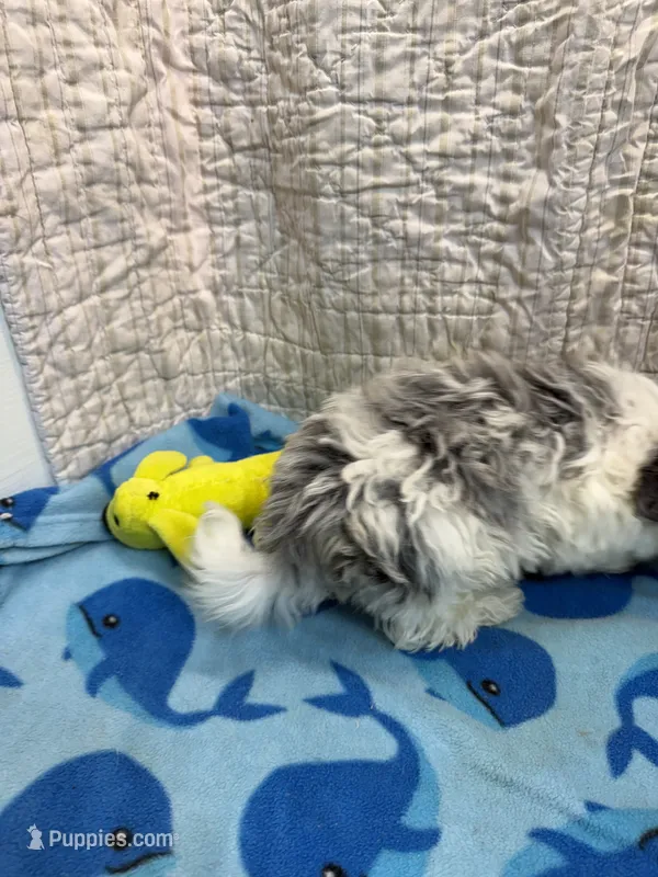 Joe – Maltipoo puppy for sale in Hopkinsville, KY