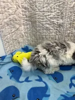 Joe, a male Maltipoo for sale in Hopkinsville, KY – 1 of 2