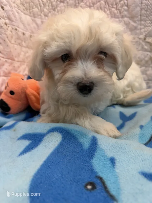 Ray – Maltipoo puppy for sale in Hopkinsville, KY