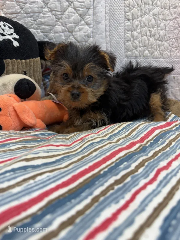 Pam – Yorkshire Terrier puppy for sale in Hopkinsville, KY