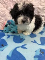 Ridge, a male Yorkipoo for sale in Hopkinsville, KY – 1 of 2