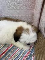 Tyler, a male Shih Tzu for sale in Hopkinsville, KY – 1 of 2