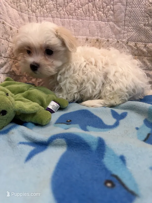 Jack – Maltipoo puppy for sale in Hopkinsville, KY