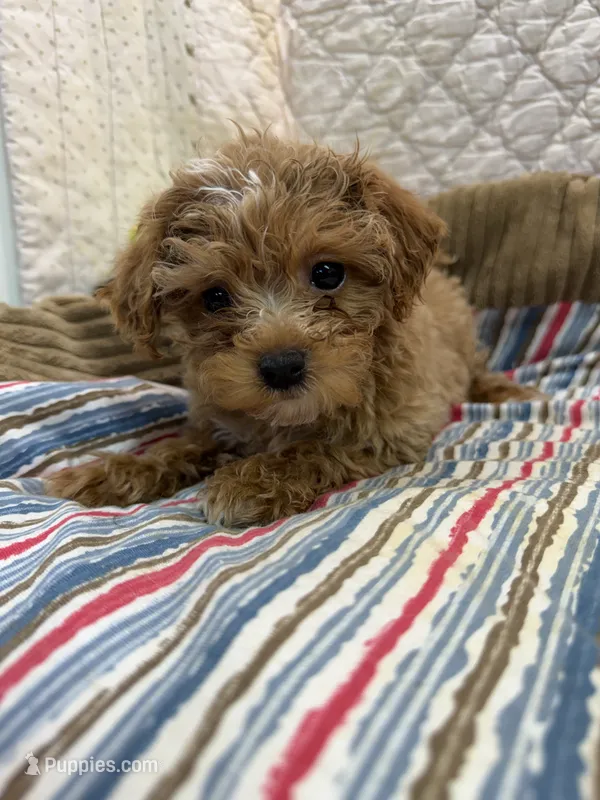 Bonnie – Maltipoo puppy for sale in Hopkinsville, KY