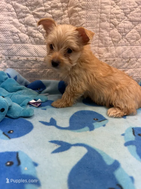 Jim – Yorkshire Terrier puppy for sale in Hopkinsville, KY