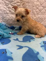 Jim, a male Yorkshire Terrier for sale in Hopkinsville, KY – 1 of 1