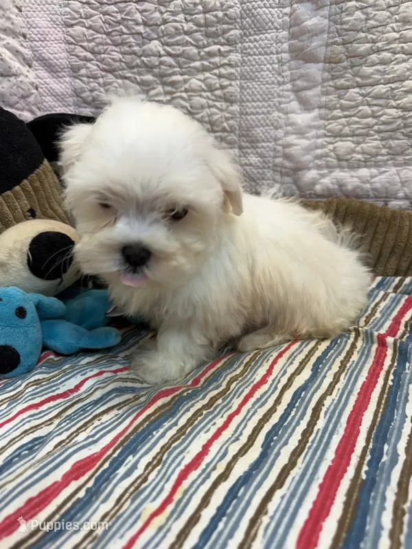 John – Maltese puppy for sale in Hopkinsville, KY