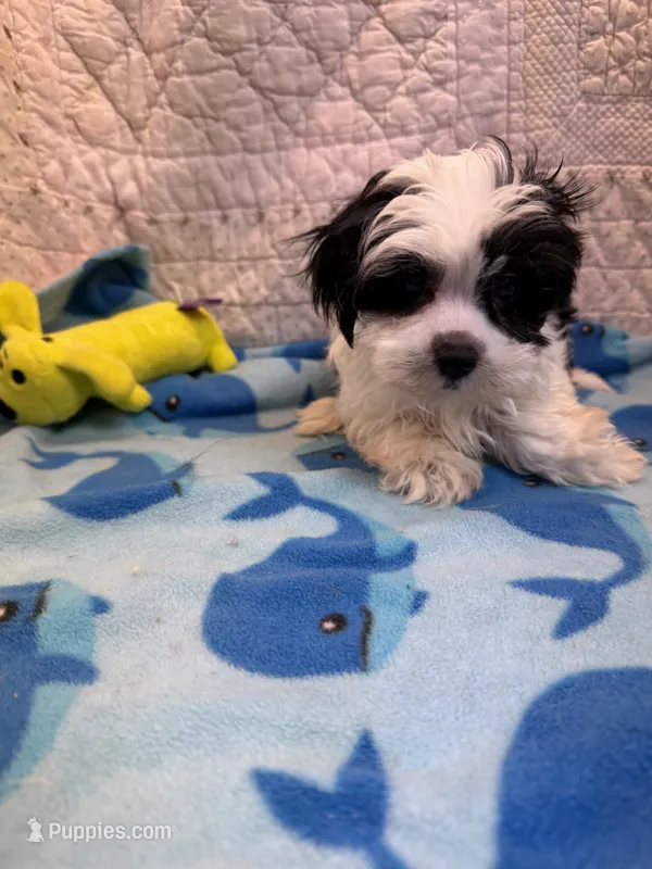 James – Maltipoo puppy for sale in Hopkinsville, KY
