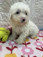 Sweetie , a female Poodle - Toy  for sale in Hopkinsville, KY – Photo 2 of 2