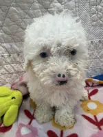 Sweetie , a female Poodle - Toy  for sale in Hopkinsville, KY – Photo 1 of 2