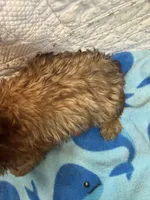 Howard, a male Yorkshire Terrier for sale in Hopkinsville, KY – 2 of 2