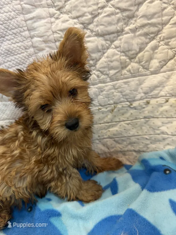 Howard – Yorkshire Terrier puppy for sale in Hopkinsville, KY