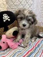 Alice, a female Maltipoo for sale in Hopkinsville, KY – 1 of 1