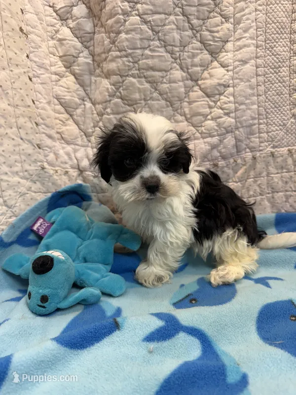 Hugh – Maltipoo puppy for sale in Hopkinsville, KY