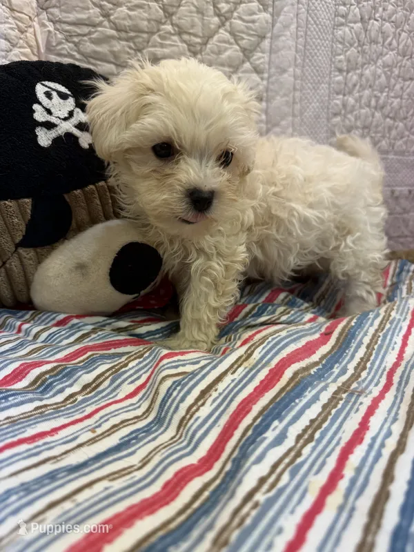 Sam – Maltipoo puppy for sale in Hopkinsville, KY