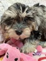 Betty, a female Maltipoo for sale in Hopkinsville, KY – 1 of 1