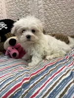 Kate, a female Maltese for sale in Hopkinsville, KY – Photo 2 of 2