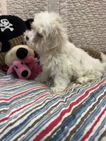 Kate, a female Maltese for sale in Hopkinsville, KY – Photo 1 of 2