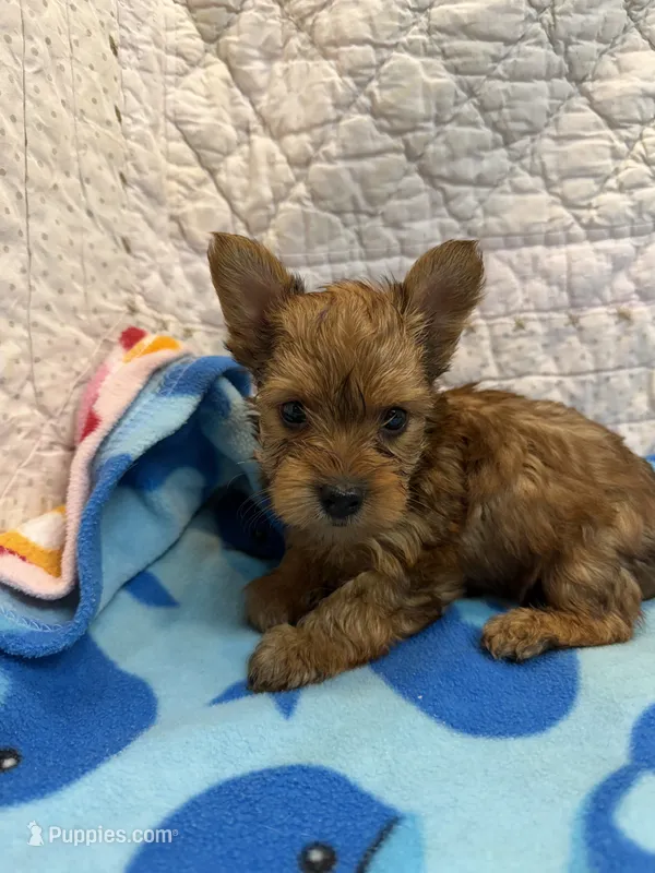 Sunny – Yorkshire Terrier puppy for sale in Hopkinsville, KY