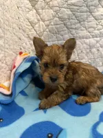 Sunny, a male Yorkshire Terrier for sale in Hopkinsville, KY – 1 of 1
