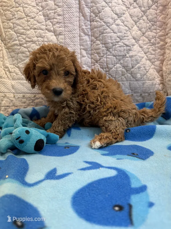 Harold – Maltipoo puppy for sale in Hopkinsville, KY