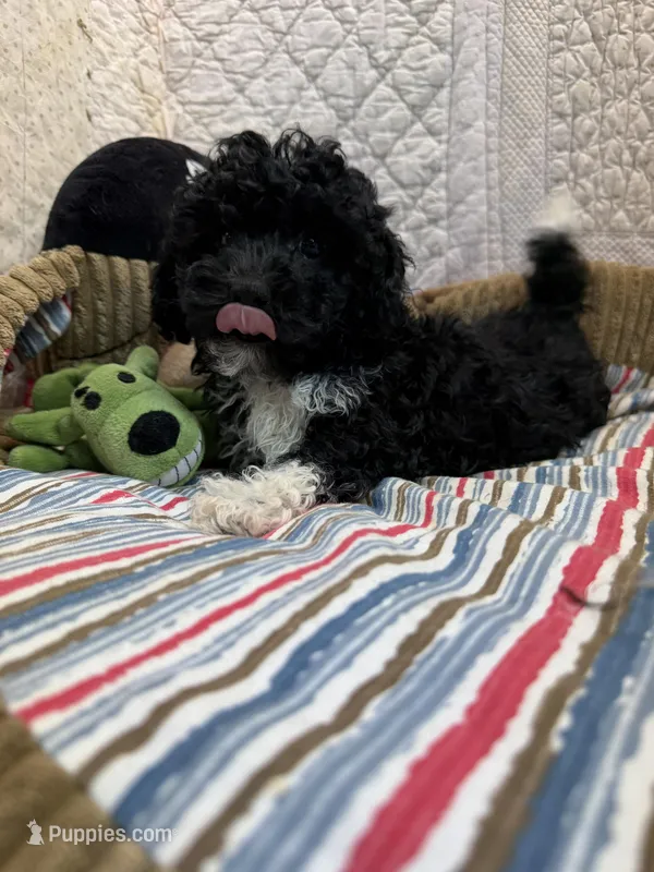 Jerry, a male Maltipoo for sale in Hopkinsville, KY – Photo 1 of 1