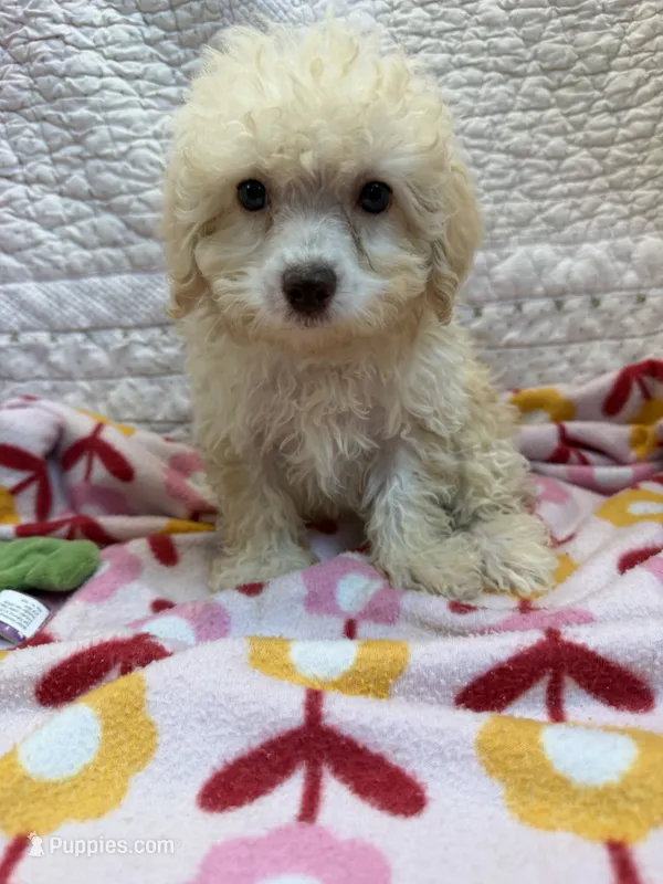Alex – Poodle - Toy  puppy for sale in Hopkinsville, KY