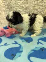 Mable, a female Maltipoo for sale in Hopkinsville, KY – 2 of 2