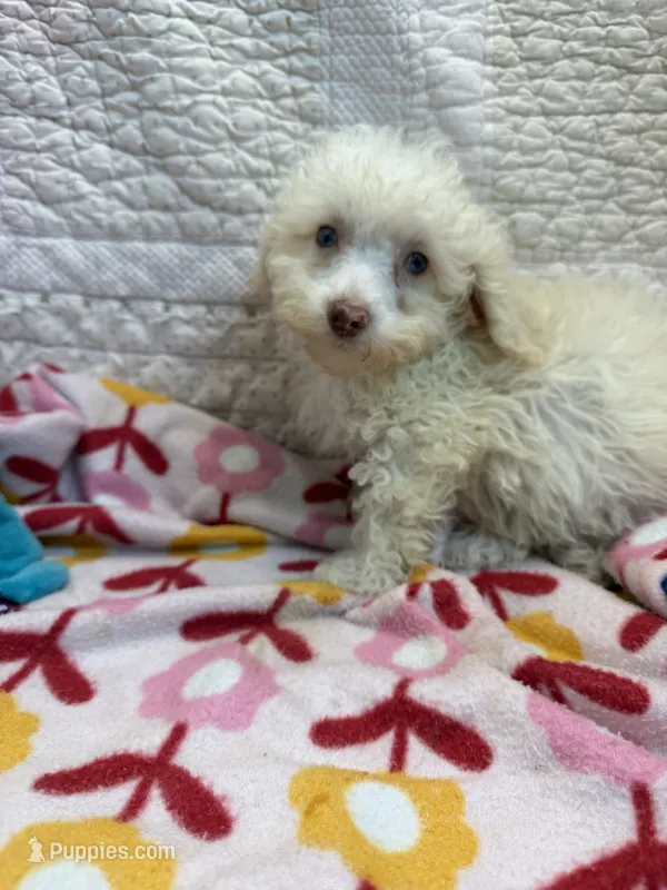 Rose – Poodle - Toy  puppy for sale in Hopkinsville, KY