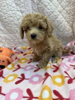 Martha, a female Maltipoo for sale in Hopkinsville, KY – 1 of 1