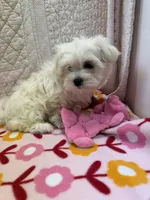 Rose, a female Maltese for sale in Hopkinsville, KY – 1 of 2