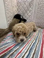 Paulette, a female Maltipoo for sale in Hopkinsville, KY – Photo 2 of 2