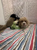 Paulette, a female Maltipoo for sale in Hopkinsville, KY – Photo 1 of 2