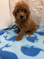 Dan, a male Poodle - Toy  for sale in Hopkinsville, KY – 1 of 2