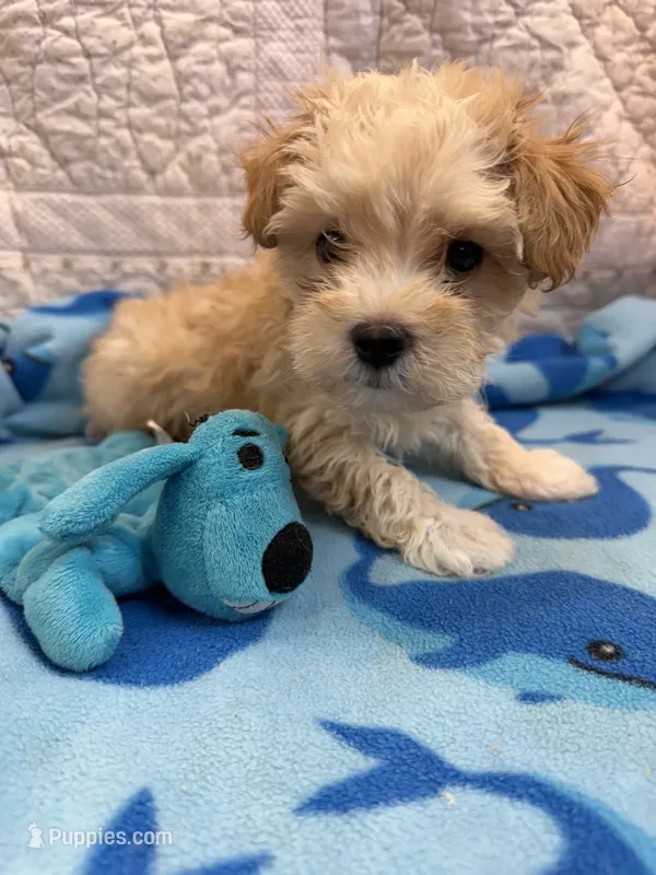 Tom – Maltipoo puppy for sale in Hopkinsville, KY