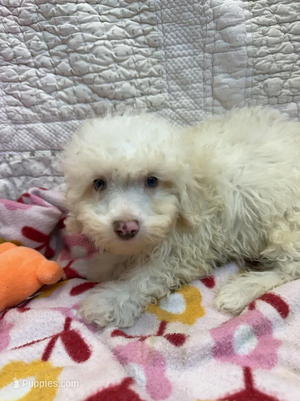 Stuart – Poodle - Toy  puppy for sale in Hopkinsville, KY