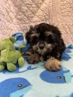 Ben, a male Maltipoo for sale in Hopkinsville, KY – 1 of 1